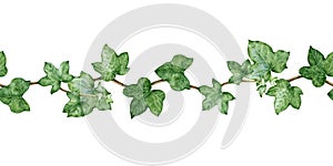 Ivy seamless border watercolor illustration. Hand drawn close up decorative green hedera border. Garden plant botanical ornament.