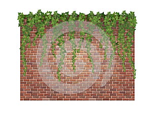 Ivy shoots on the brick wall