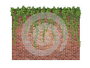 Ivy shoots on the brick wall photo