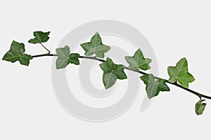 Ivy sprig