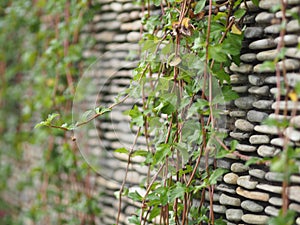 Ivy sticks on a raft pattern rock wall