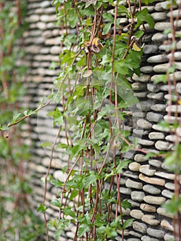 Ivy sticks on a raft pattern rock wall