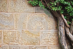 Ivy and Stone Wall Texture Background