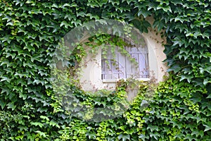 Ivy surrounded window in Provence