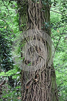 Ivy tendrils