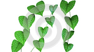 Ivy with tendrils, green leaves vine plant or isolated on white background with clipping path.Use for a background and wallpaper