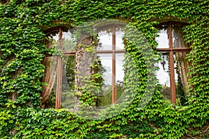 Ivy tendrils and leaves frame a window