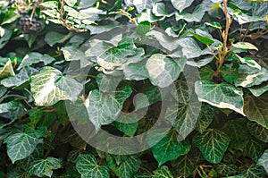 Ivy texture close-up, green wall. close up. background for design. Hedera helix - common ivy, English ivy, European ivy