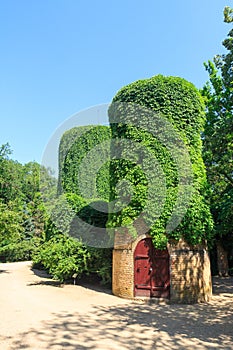 Ivy on the tower in n the dendrological garden of the unique Askania Nova reserve. Kherson region. Ukraine