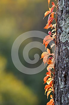 Ivy on tree with autumn colors