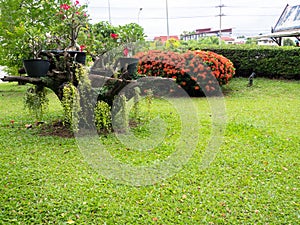 Ivy on Tree stumps in the park.