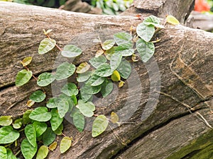 Ivy on Tree stumps in the park.