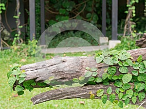 Ivy on Tree stumps in the park.