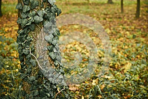 Ivy on the tree