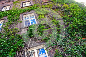 Ivy trees covered wall of Wawel Royal Castle Exhibition Center in Krakow, Poland