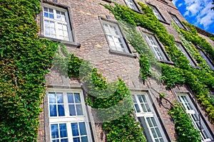 Ivy trees covered wall of Wawel Royal Castle Exhibition Center in Krakow, Poland