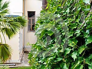 ivy on the trunk of a palm tree in an arboretum in subtropical climate