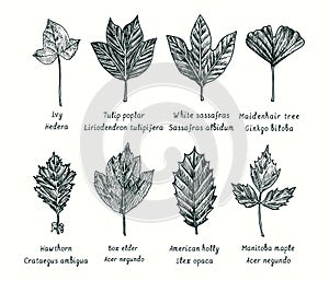 Ivy, Tulip poplar, White sassafras, Ginkgo biloba, Hawthorn, Box elder, American holly, Manitoba maple, leaves collection. Ink bla