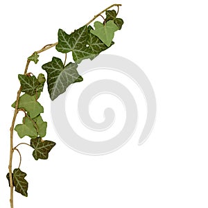 Ivy twig and leaves isolated over white
