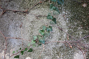 Ivy twigs on old wall