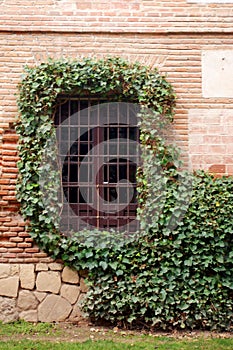 Ivy twine window