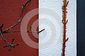 Ivy vegetation cling roots to the wall