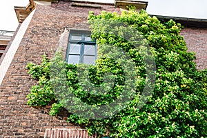 Ivy vegetation on a house wall.