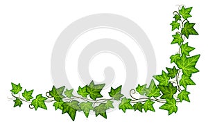 Ivy vine corner. Green branch with leaves. Decorative botany