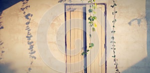 Ivy, Vine or creeping plant with sunlight and shadow on wooden door or window background with copy space in vintage tone.