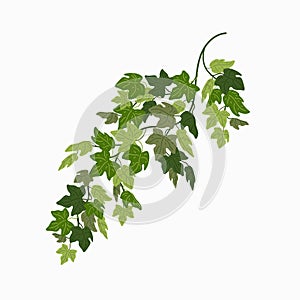 Ivy vine, green leaves of a creeper plant isolated on white background. Vector illustration in flat cartoon style.