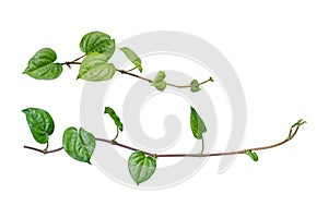 ivy. vine plants, ivy leaves of the climbing plant isolated on w