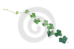 ivy. vine plants, ivy leaves of the climbing plant isolated on w