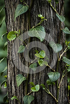 ivy vine twines around the tree. textured natural background. photo