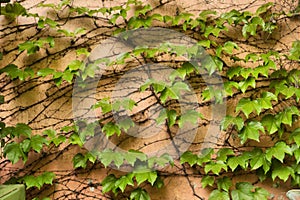 Ivy vine on wall