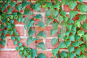 ivy vine on wall