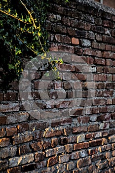 Ivy vines with a brick wall as backdrop at sunset