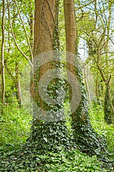 Ivy vines climbing tree trunk on green background.