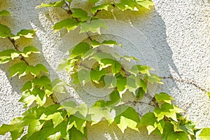 Ivy vines climbing tree trunk on green background.