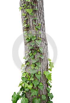 Ivy vines climbing tree trunk isolated on white background, clip