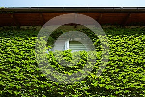 Ivy vines climbing wall of house on green background.