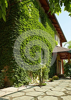 Ivy vines climbing wall of house on green background.