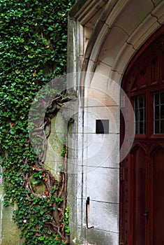 Ivy Vines by Door Entrance