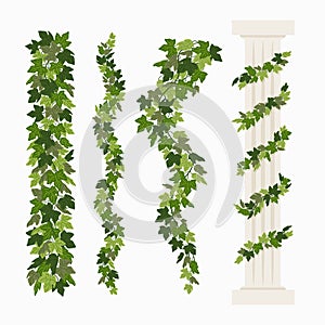 Ivy vines, and a greek antique column entwined with ivy, elements isolated on white background. Vector illustration in