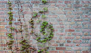 Ivy vines with leaves growing on brick wall