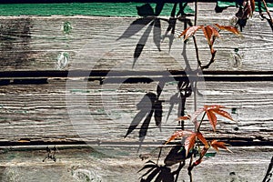 Ivy vines with new leaves on old wooden wall in UK Spring 2