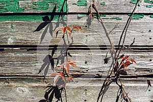 Ivy vines with new leaves on old wooden wall in UK Spring 3