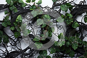 ivy, vines, thorns green leaves. white background. good and evil concept photography.