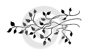 Ivy and vines vector with pretty leaves in nature border design or graphic art element