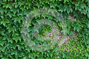 Ivy on the wall