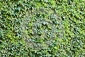 Ivy wall.